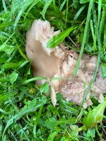 Morchella angusticeps